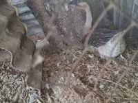Geese — फ़ोटो 5