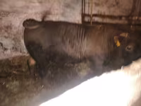 Bulle, Charolais cattle — Foto 6