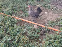 Chickens — फ़ोटो 7