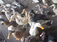 Ducks — الصورة 3