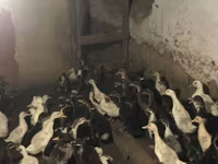 Ducks — 1-сурет