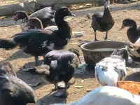 Ducks — 4-сурет
