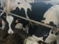 Бұқа, Russian Black pied cattle — 3-сурет