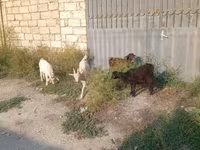 बकरा, बकरियाँ — फ़ोटो 4