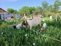 Коза, Boer goat — фото 2