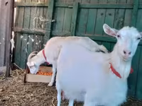 母山羊, Saanen goat — 照片 4