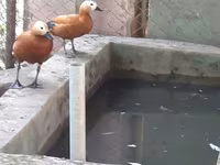 Ducks — الصورة 8