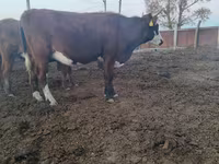 母牛, Kazakh White-headed cow — 照片 6