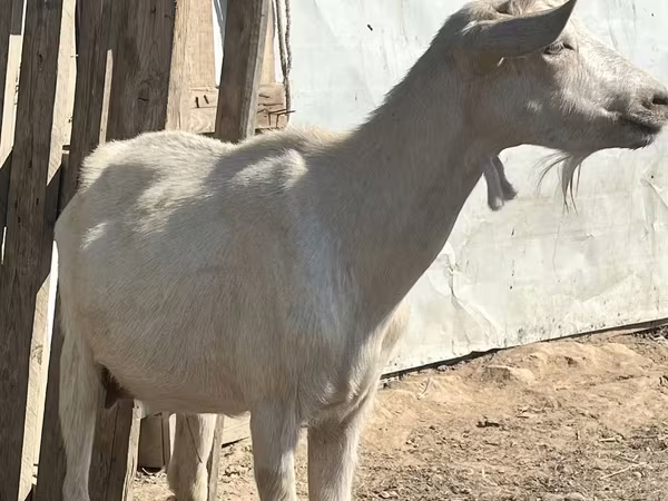 عنزة, LaMancha goats