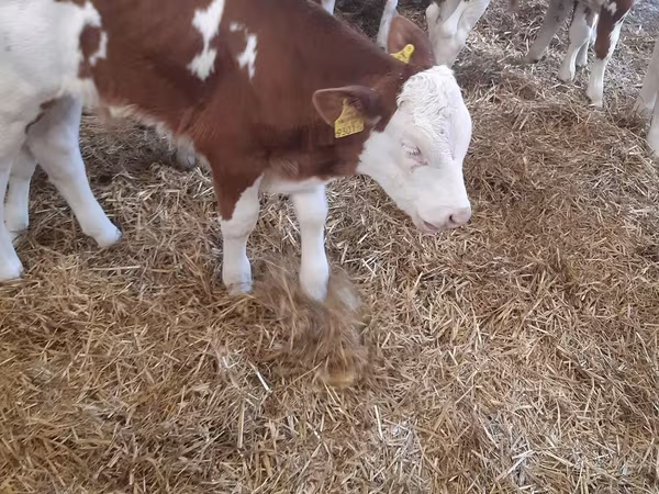 ВРХ (партія, стать не вказано), Simmental cattle