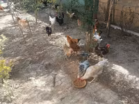 Chickens — الصورة 7