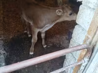 Bull, Red-spotted breed — photo 1