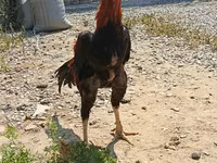 Chickens — 2-сурет