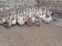 Geese — फ़ोटो 2