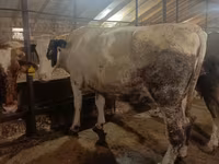 Kuh, Simmental cattle — Foto 4