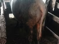 Bulle, Russian Black pied cattle — Foto 2