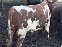 Бұқа, Simmental cattle — 8-сурет