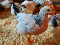 Chickens — Foto 1