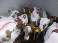 Bulle, Simmental cattle — Foto 1