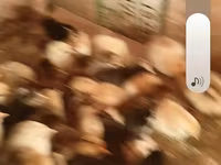 Chickens — 4-rasm
