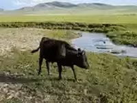 Бик, Велика рогата худоба — фото 5