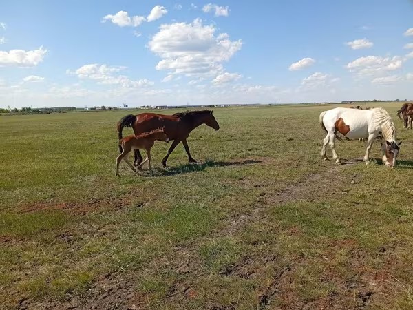 Кобила, Kinsky horse