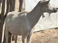 Коза, LaMancha goats — фото 1