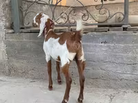 Cabra, Kamori goats — foto 2