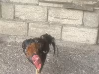 Chickens — الصورة 2