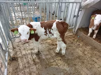 Bulle, Simmental cattle — Foto 4
