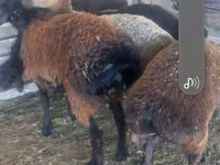Ram, Sheep — photo 2