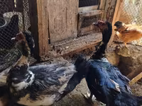 Ducks — फ़ोटो 2