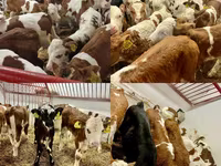 公牛, Simmental cattle — 照片 2