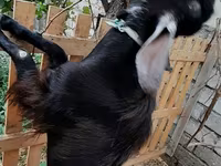公山羊, Goats — 照片 2