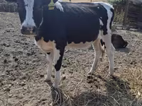 Kuh, Russian Black pied cattle — Foto 4
