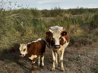 Корова, Latvian Blue cattle — фото 1