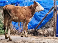 Сиыр, Simmental cattle — 7-сурет