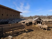 Widder, Kazakh fat-tailed coarsewool sheep — Foto 5