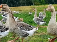 लिंडा — फ़ोटो 7