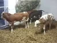 Rinder (Partie, Geschlecht nicht angegeben), Simmental cattle — Foto 3