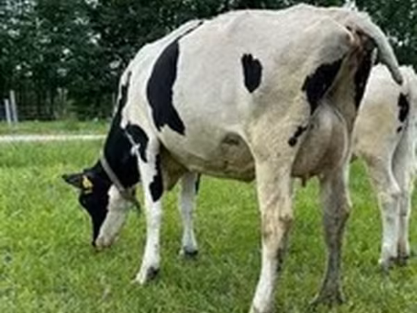 Banda la Holstein