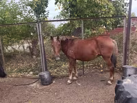 Yegua, Caballos — foto 2