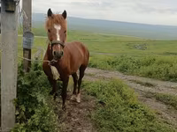 Hengst, Azerbaijan horse — Foto 1