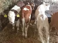 公牛, Simmental cattle — 照片 2