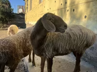 Қой, Arashan sheep — 1-сурет