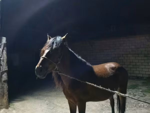 Horse (M), Horses