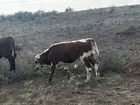 Корова, Latvian Blue cattle — фото 3