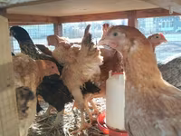 Chickens — الصورة 3