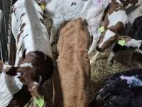 Bull, Simmental cattle — photo 1