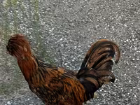Chickens — photo 2